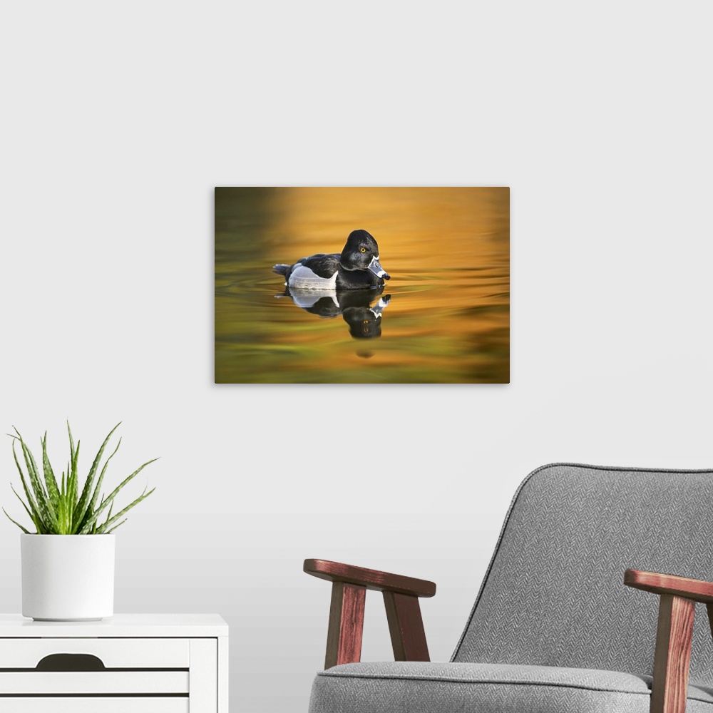 A modern room featuring Ring-necked duck. Nature, Fauna.
