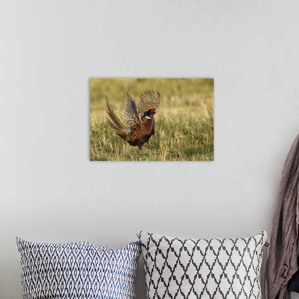 A bohemian room featuring Ring-necked pheasant, courtship display. Nature, Fauna.