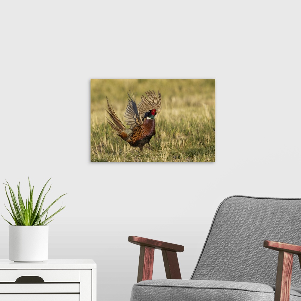 A modern room featuring Ring-necked pheasant, courtship display. Nature, Fauna.