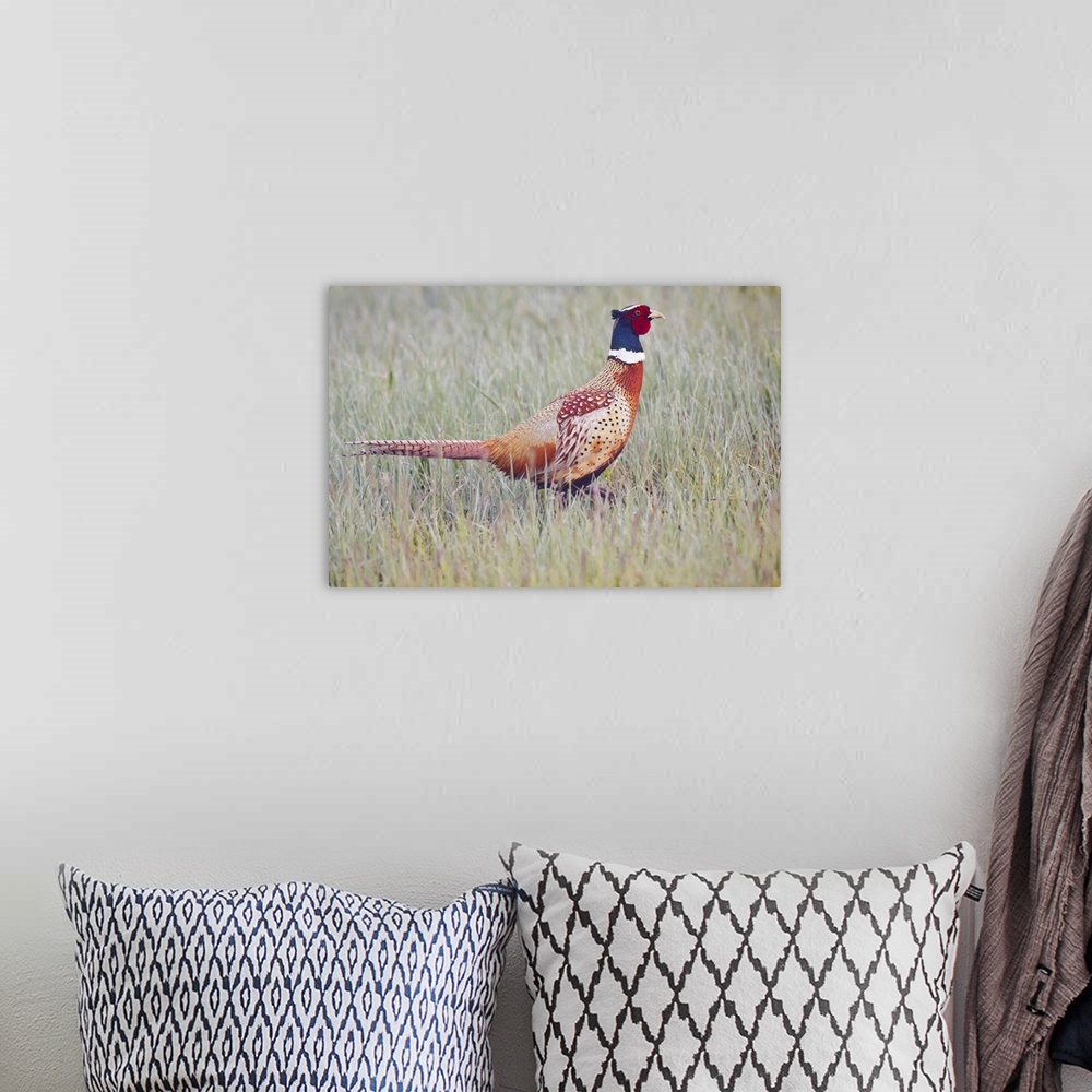 A bohemian room featuring Ring-necked Pheasant (Phasianus colchicus) male in dew-covered grass, North Dakota