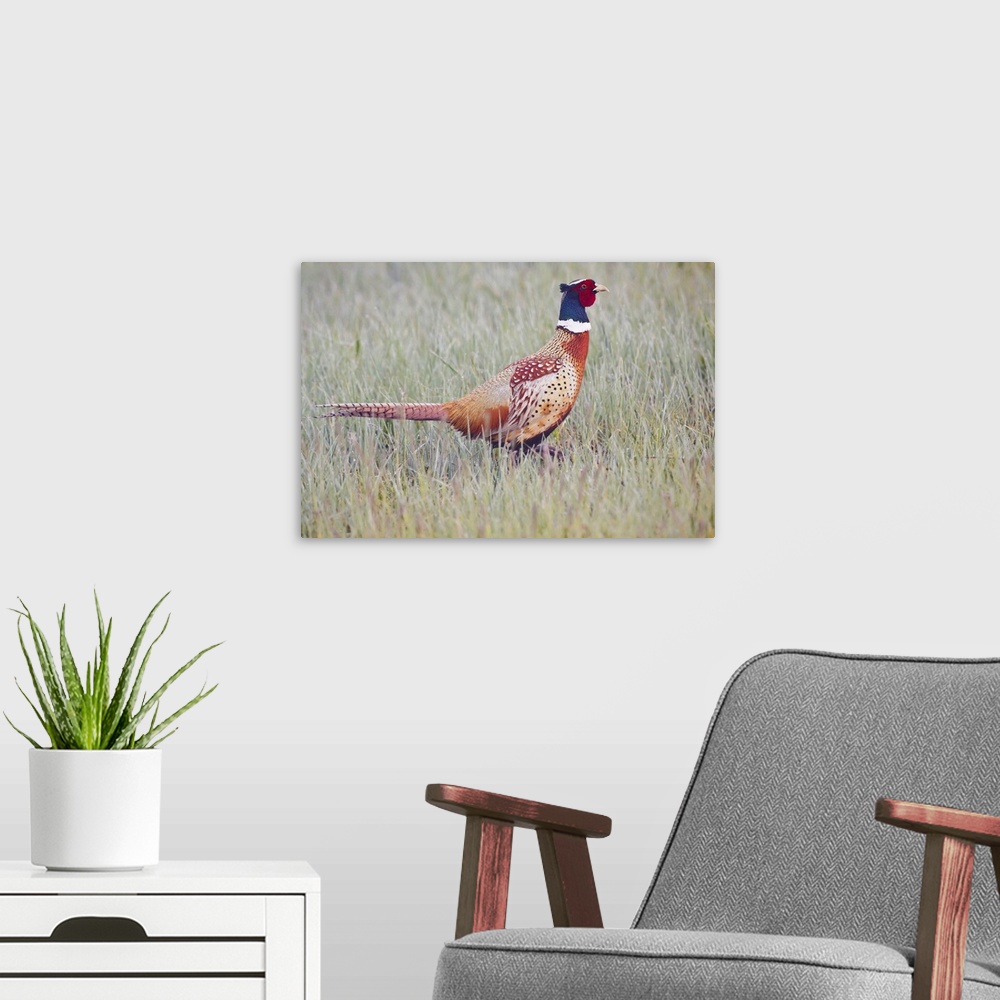 A modern room featuring Ring-necked Pheasant (Phasianus colchicus) male in dew-covered grass, North Dakota