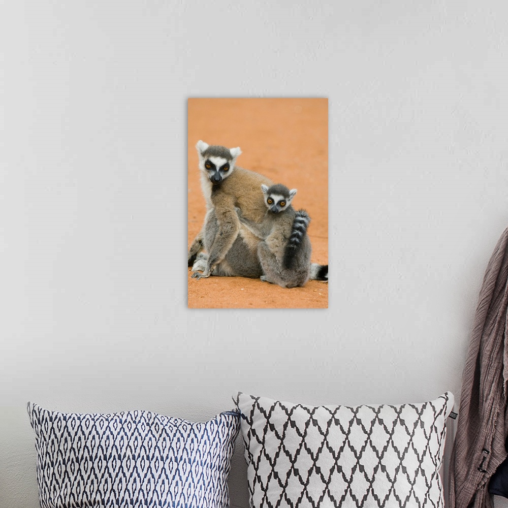 A bohemian room featuring Ring-tailed Lemurs, (Lemur catta), Berenty Reserve, MADAGASCAR.