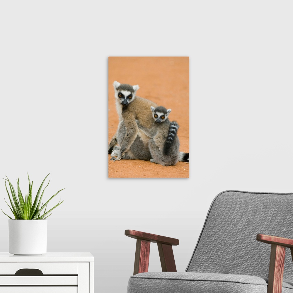 A modern room featuring Ring-tailed Lemurs, (Lemur catta), Berenty Reserve, MADAGASCAR.