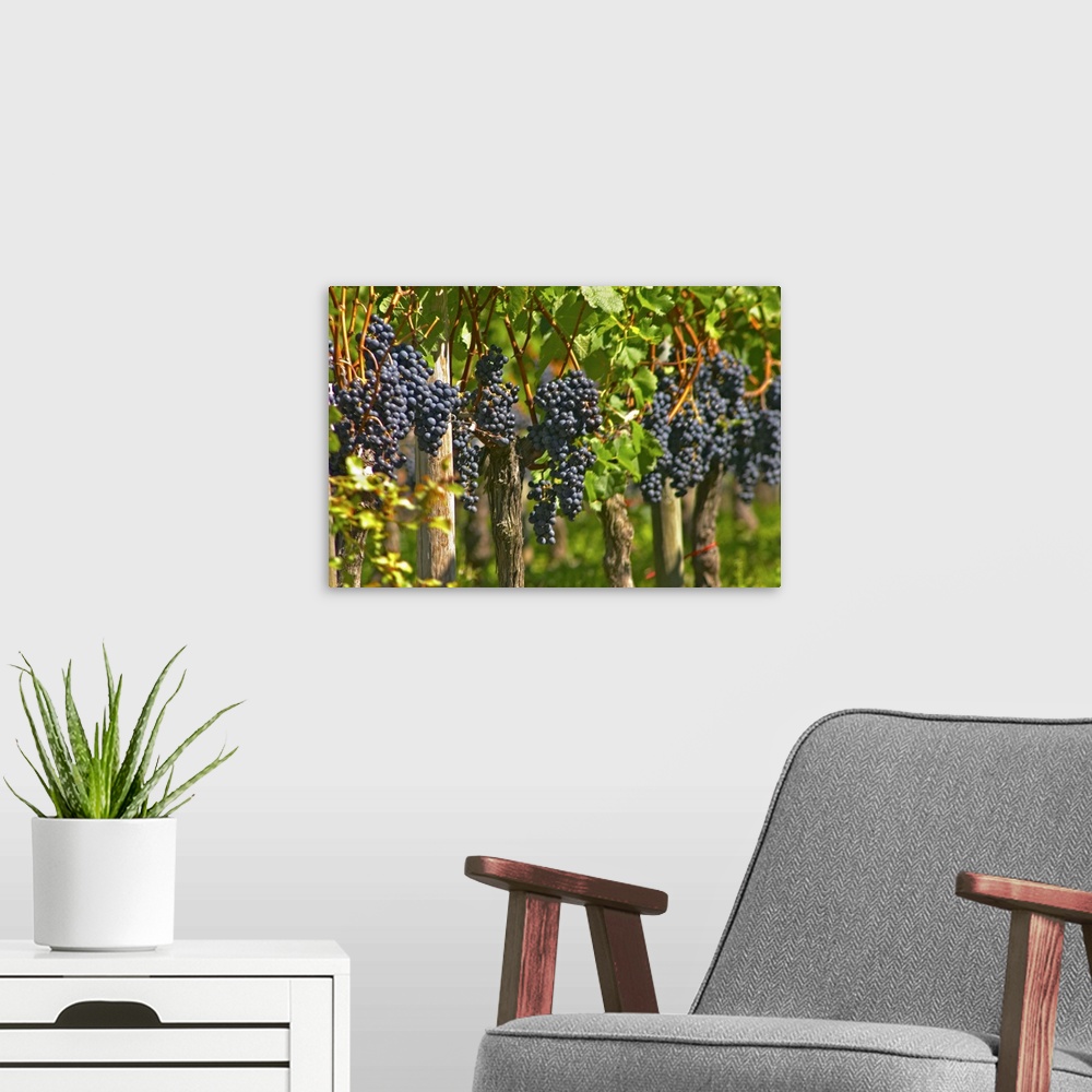 A modern room featuring Ripe bunches of Merlot grapes in a row in the vineyard - Chateau Grand Mayne, Saint Emilion, Bord...