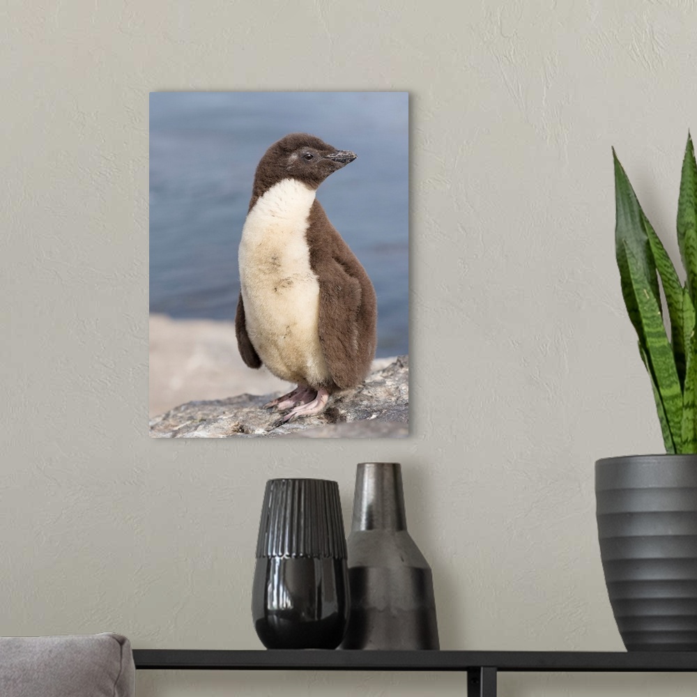 A modern room featuring Rockhopper Penguin (Eudyptes chrysocome), subspecies western rockhopper penguin (Eudyptes chrysoc...
