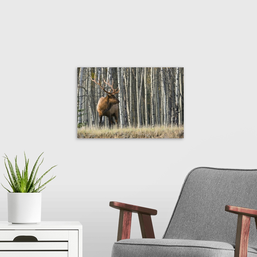 A modern room featuring Rocky mountain bull elk, aspen forest.