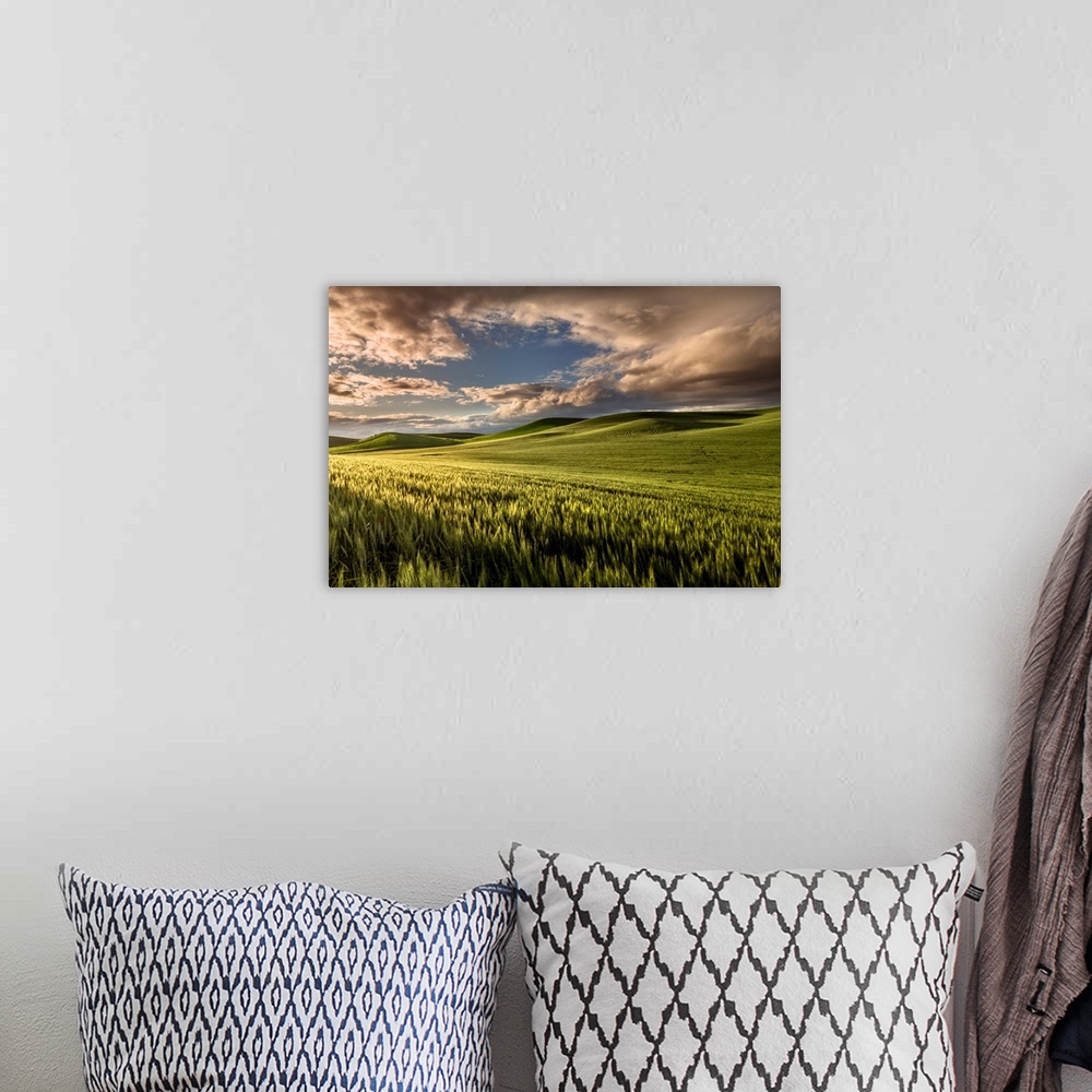 A bohemian room featuring Rolling hills of wheat at sunrise, Palouse region of eastern Washington.