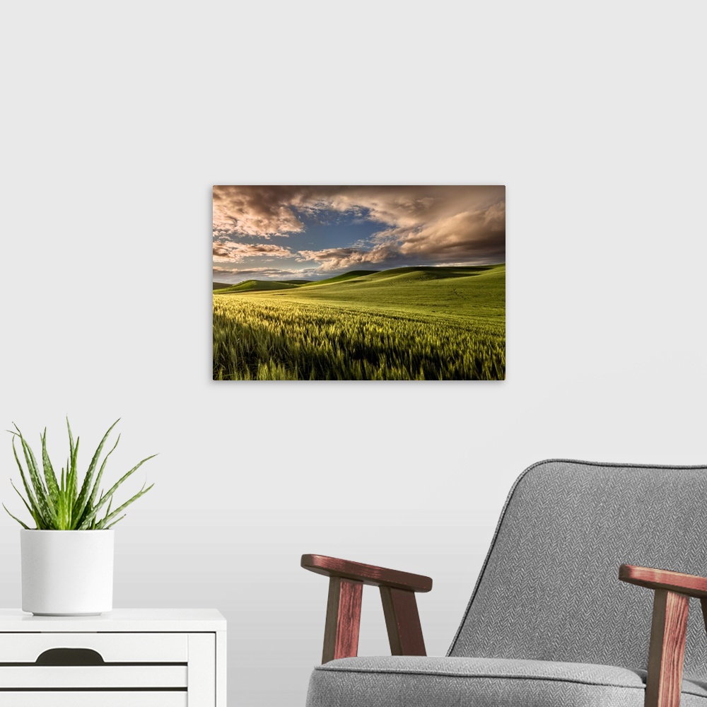 A modern room featuring Rolling hills of wheat at sunrise, Palouse region of eastern Washington.