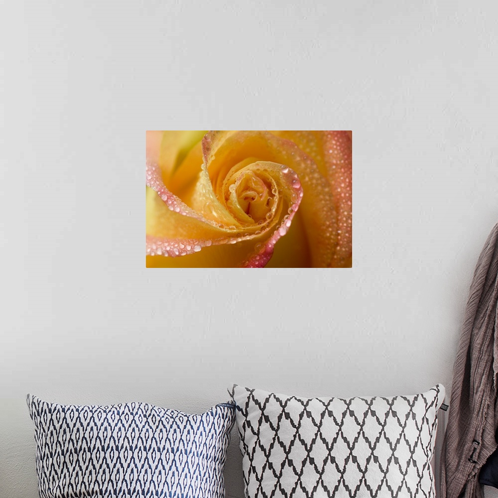 A bohemian room featuring Rose close-up with dew.