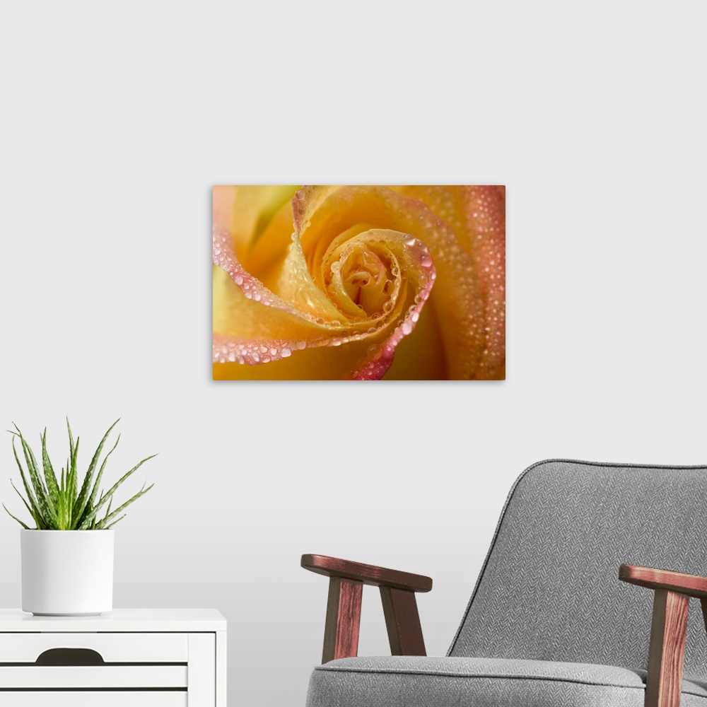 A modern room featuring Rose close-up with dew.