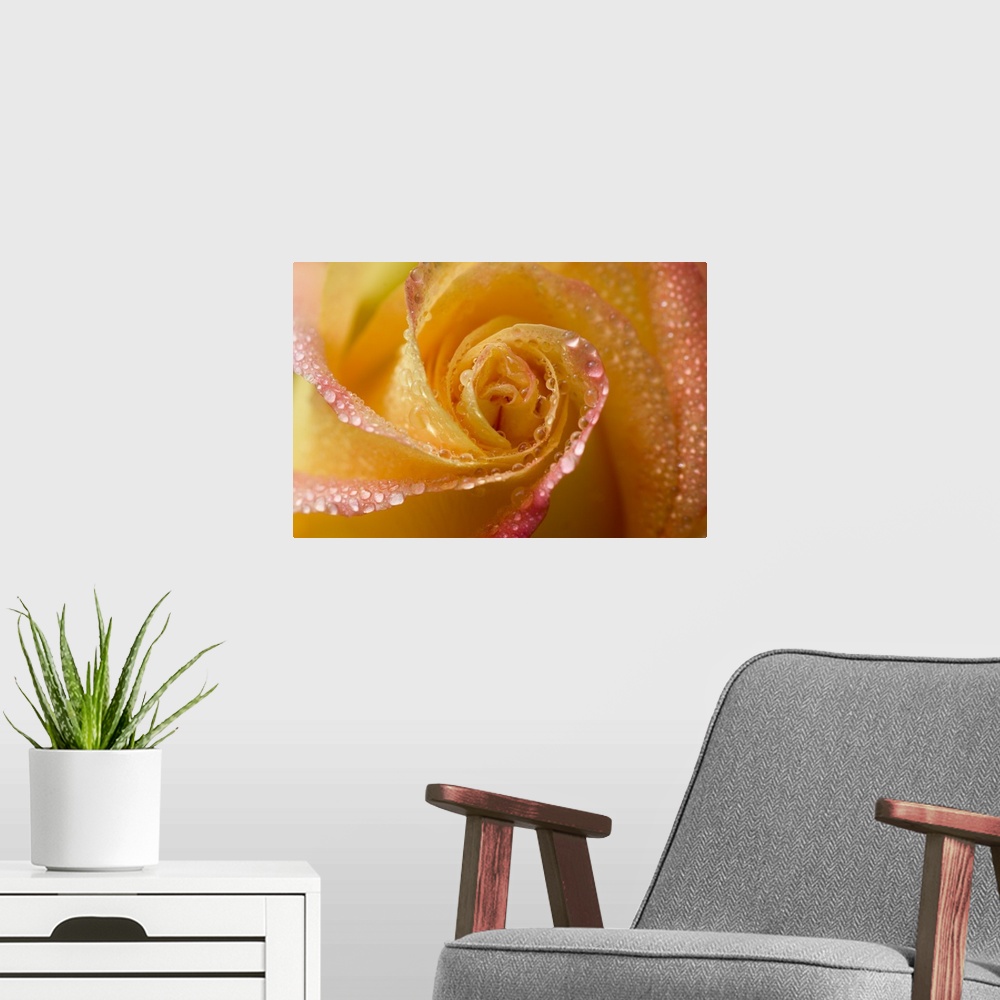 A modern room featuring Rose close-up with dew.