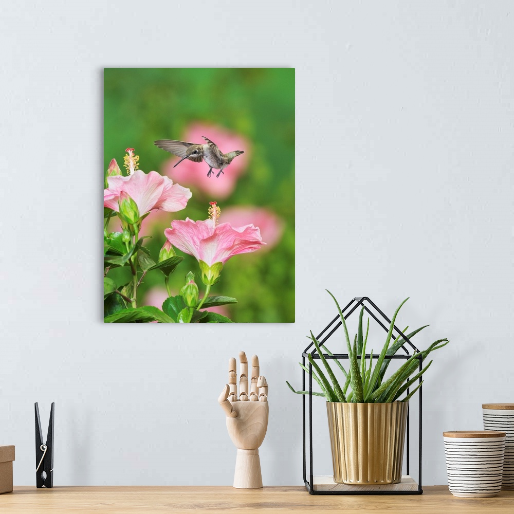 A bohemian room featuring Ruby-throated Hummingbird (Archilochus colubris), young male in flight feeding on Hibiscus flower...