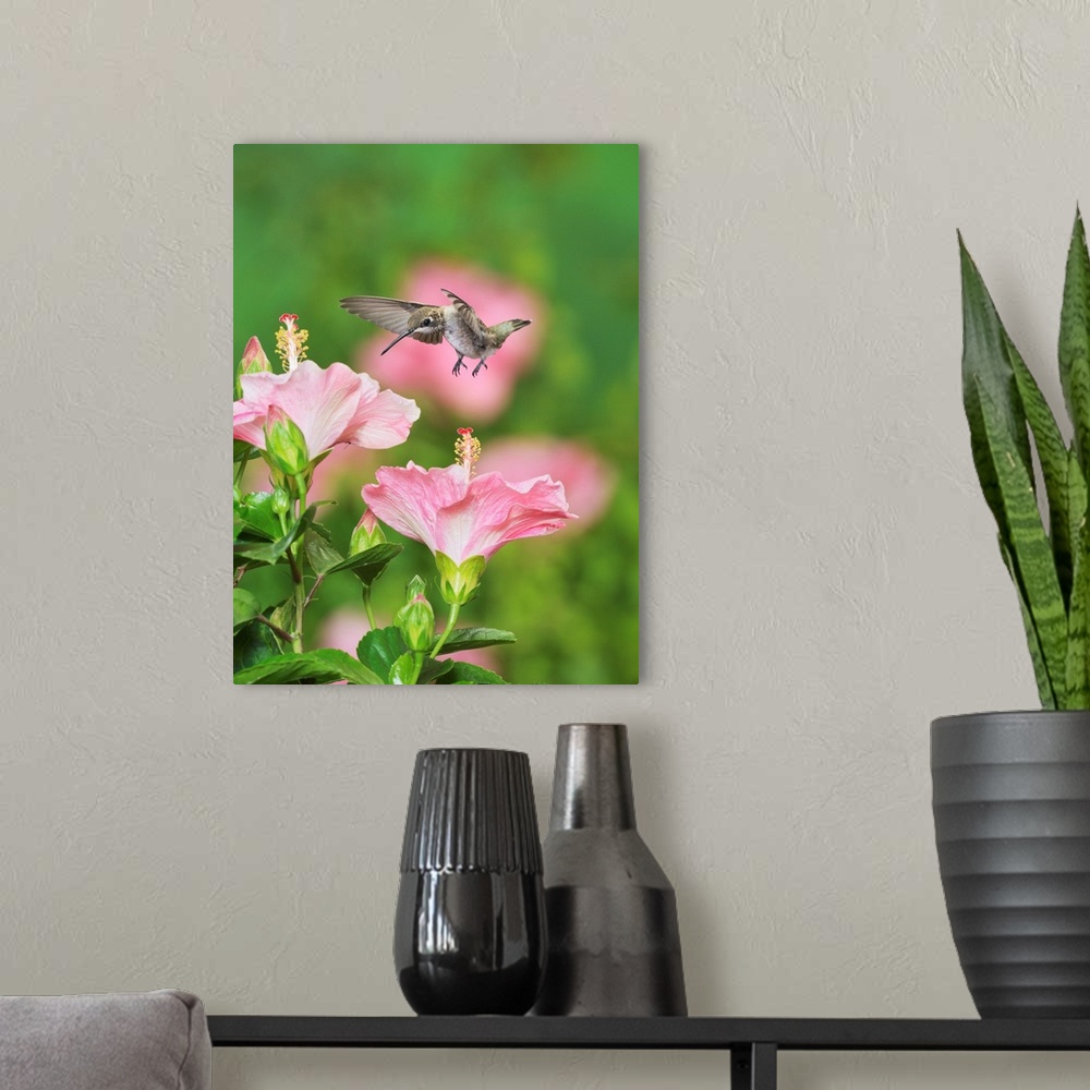 A modern room featuring Ruby-throated Hummingbird (Archilochus colubris), young male in flight feeding on Hibiscus flower...