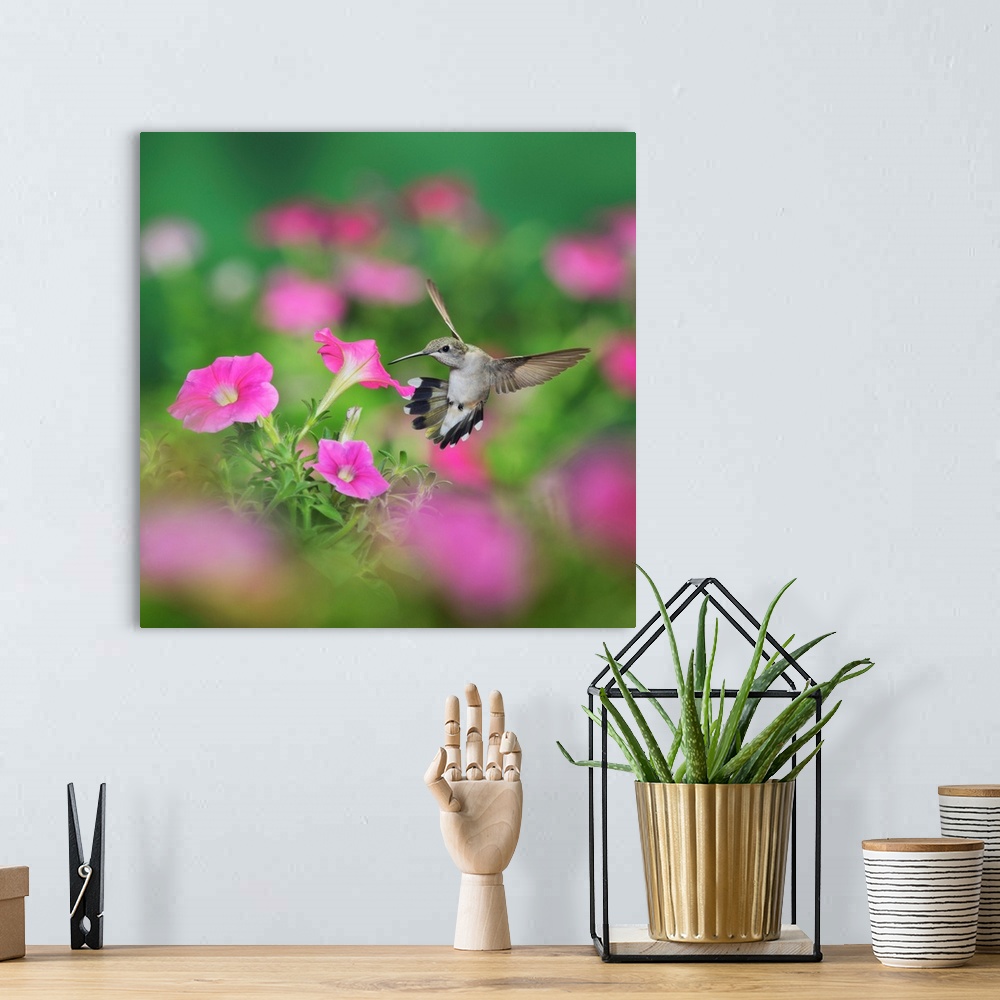 A bohemian room featuring Ruby-throated Hummingbird (Archilochus colubris), female in flight feeding on Petunia  flowers, H...