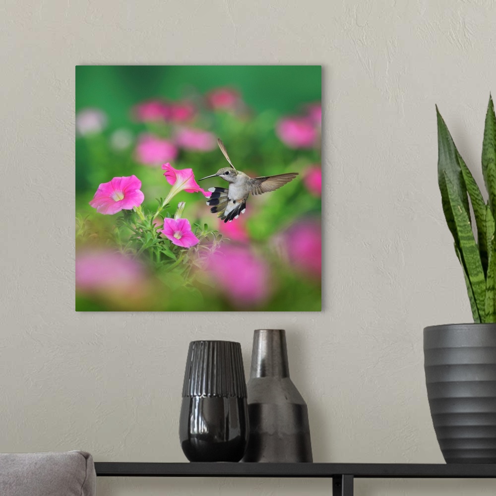 A modern room featuring Ruby-throated Hummingbird (Archilochus colubris), female in flight feeding on Petunia  flowers, H...