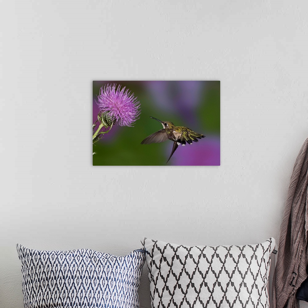 A bohemian room featuring Ruby-throated hummingbird in flight at thistle flower, Archilochus colubris