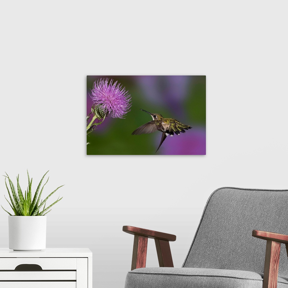 A modern room featuring Ruby-throated hummingbird in flight at thistle flower, Archilochus colubris