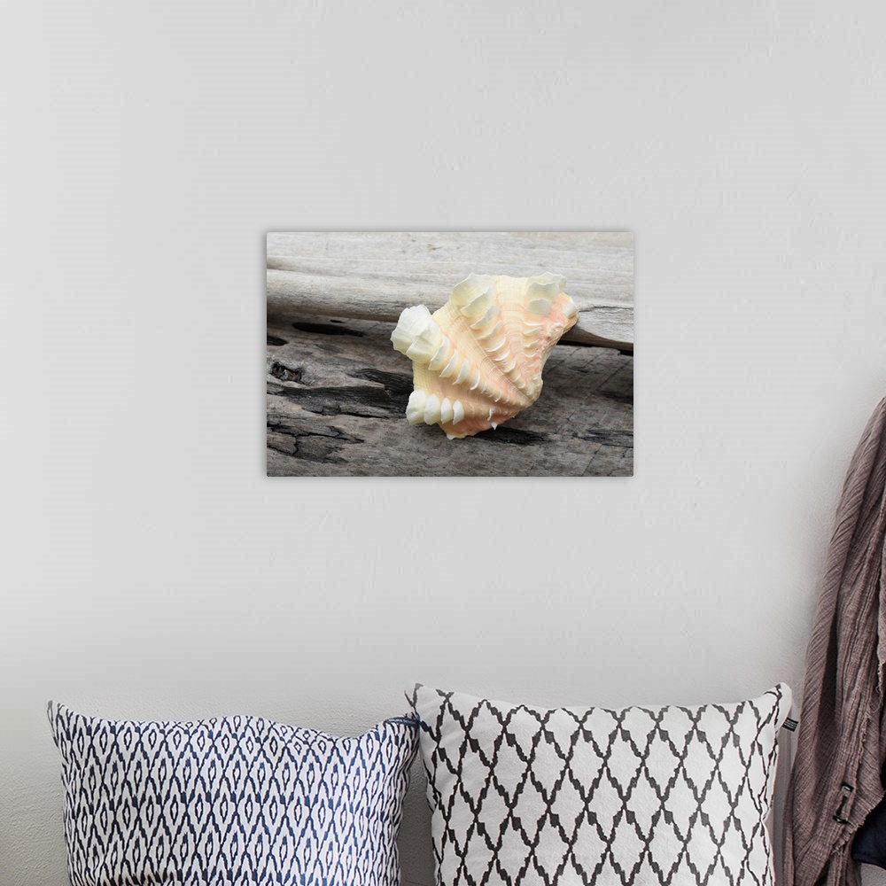A bohemian room featuring Ruffled Clam shell - Tridacna Squamosa