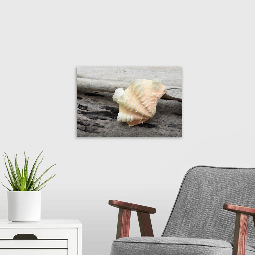 A modern room featuring Ruffled Clam shell - Tridacna Squamosa