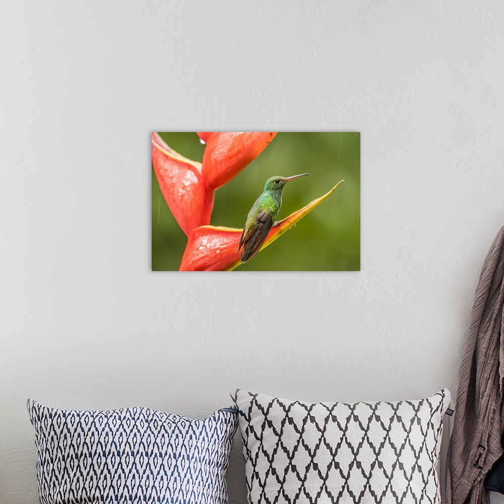 A bohemian room featuring Costa Rica, Sarapiqui River Valley. Rufous-tailed hummingbird on heliconia plant. Credit: Cathy &...