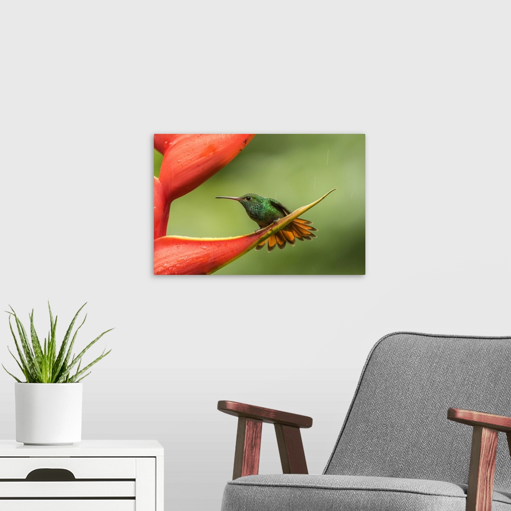 A modern room featuring Costa Rica, Sarapiqui River Valley. Rufous-tailed hummingbird on heliconia plant. Credit: Cathy &...