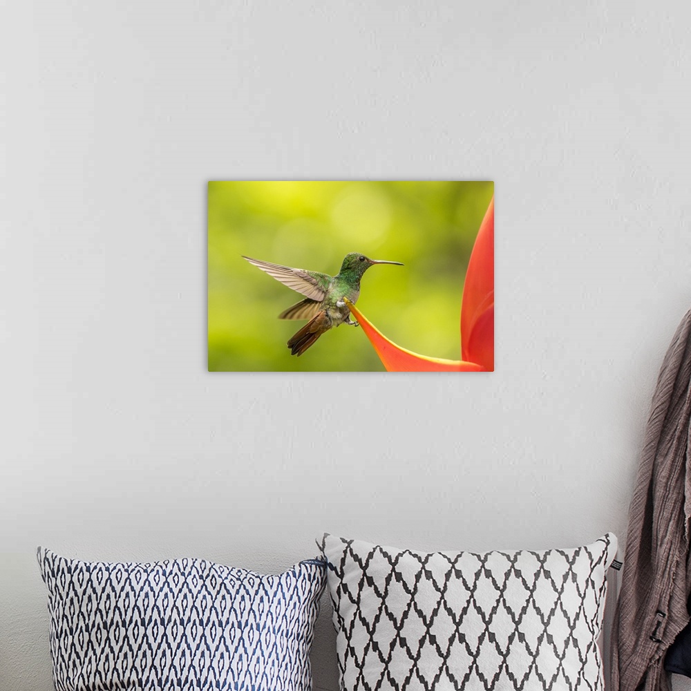 A bohemian room featuring Costa Rica, Sarapiqui River Valley. Rufous-tailed hummingbird on heliconia plant. Credit: Cathy &...