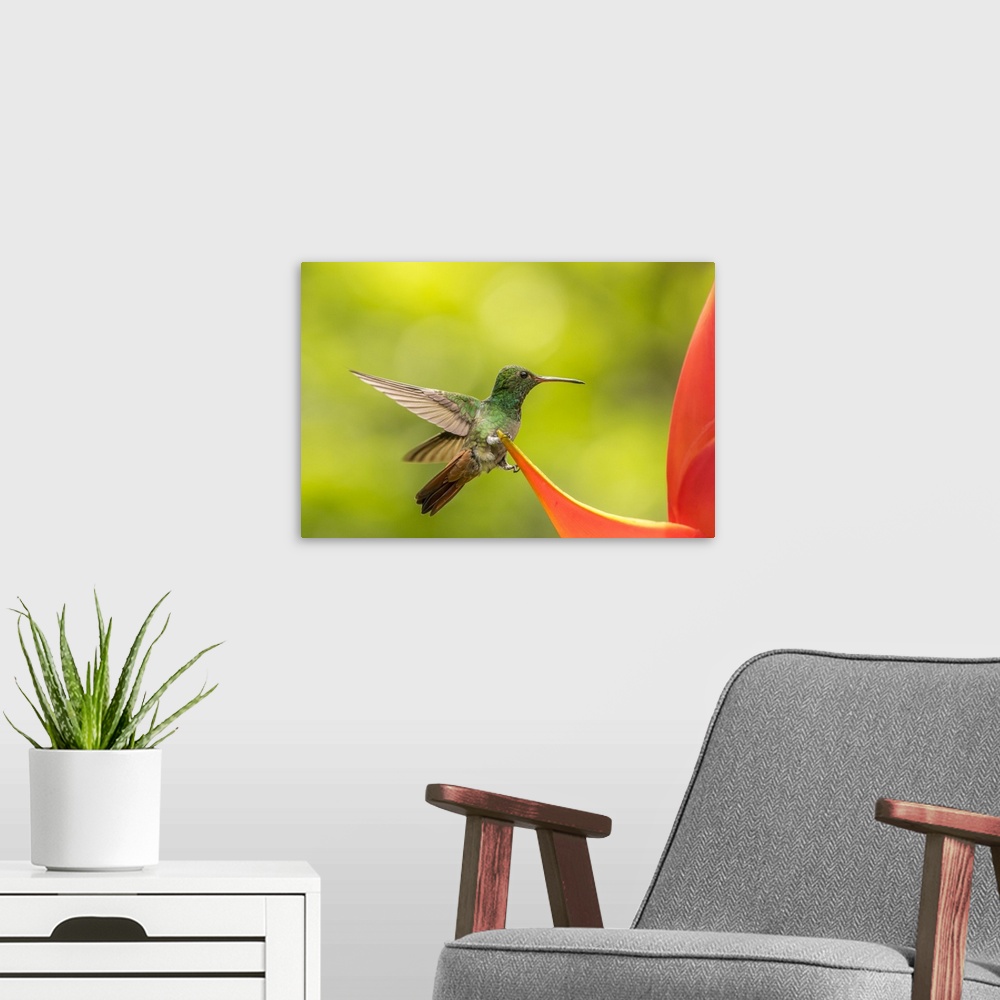 A modern room featuring Costa Rica, Sarapiqui River Valley. Rufous-tailed hummingbird on heliconia plant. Credit: Cathy &...