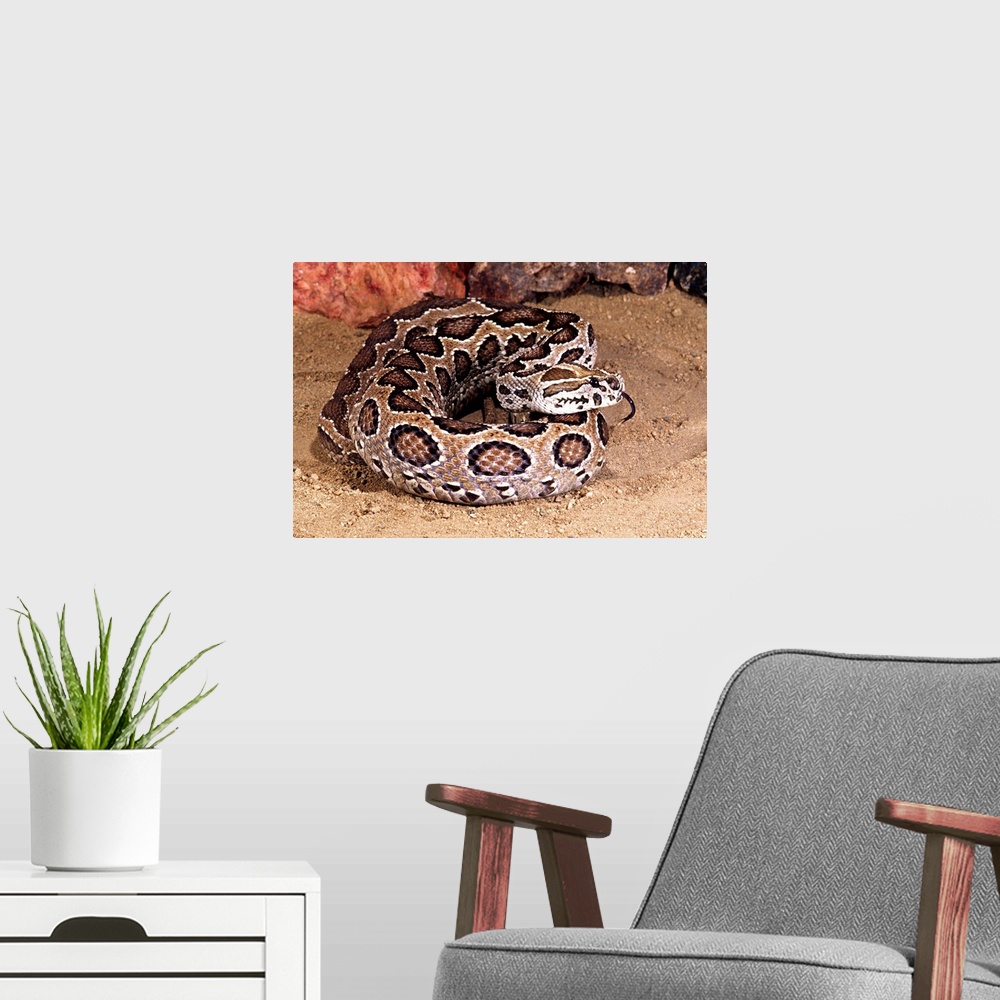 A modern room featuring Russell's Viper.Daboia (Vipera) russellii.Native to Pakistan
