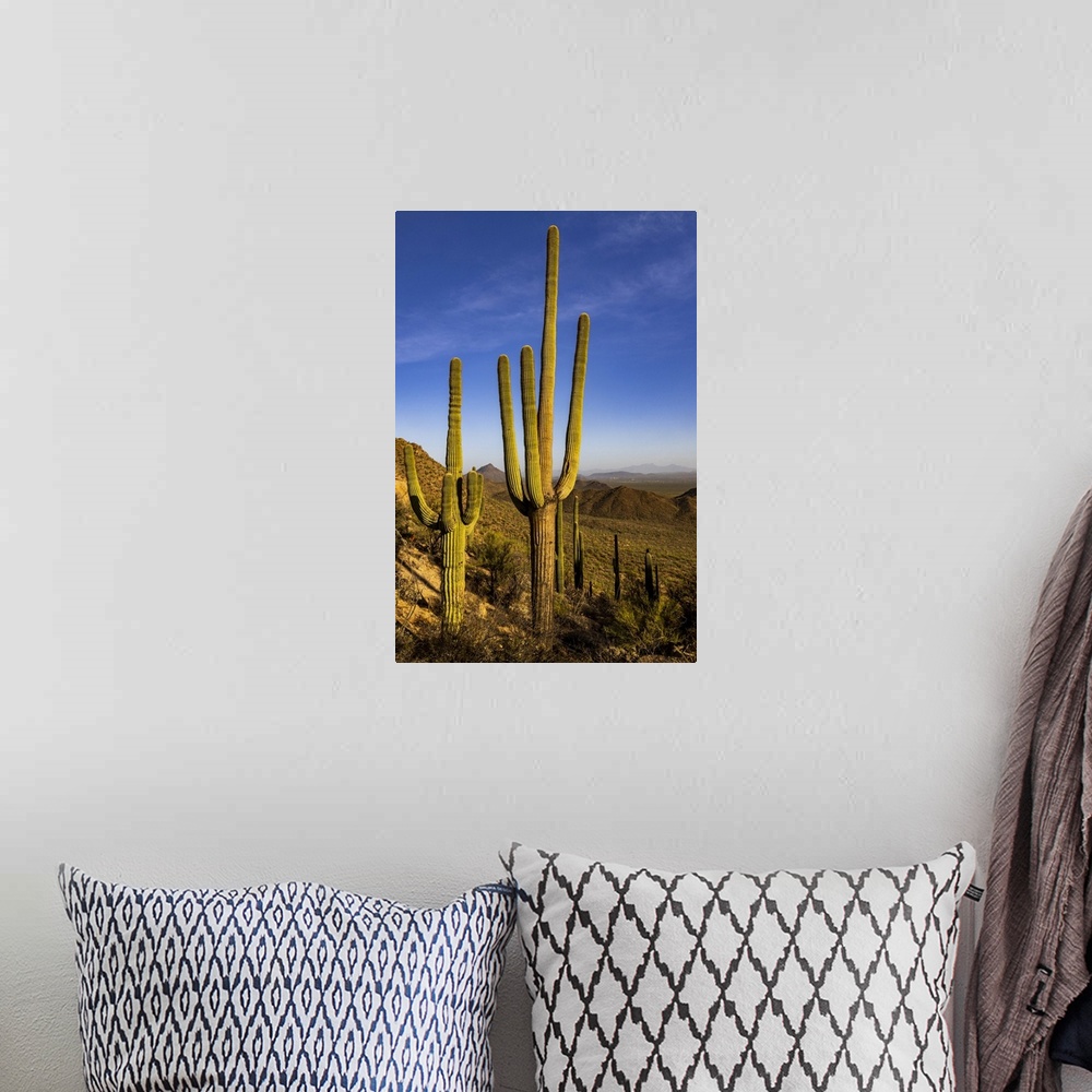 A bohemian room featuring Saguaro Cactus along the Hugh Norris Trail in Saguaro National Park in Tucson, Arizona, USA.