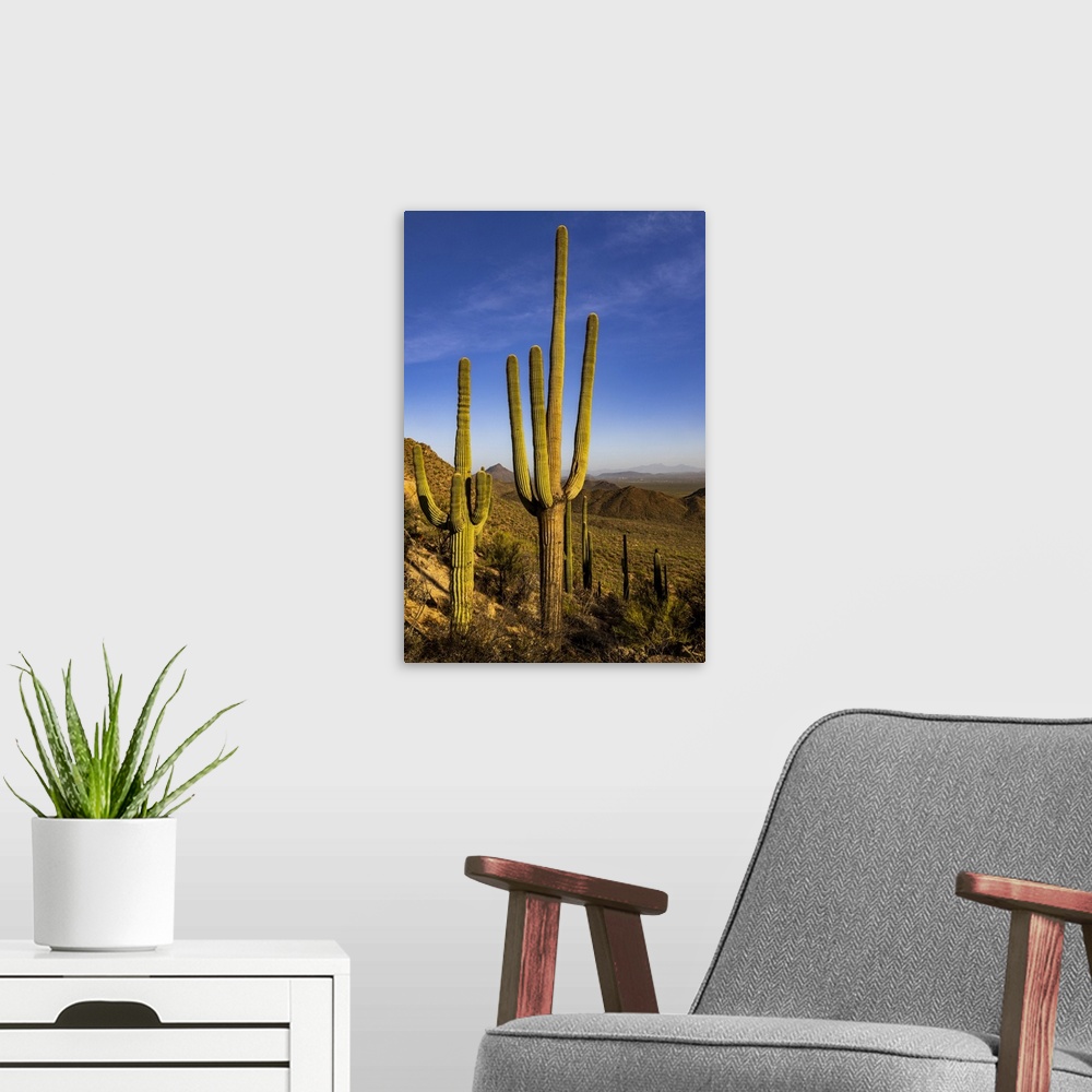 A modern room featuring Saguaro Cactus along the Hugh Norris Trail in Saguaro National Park in Tucson, Arizona, USA.