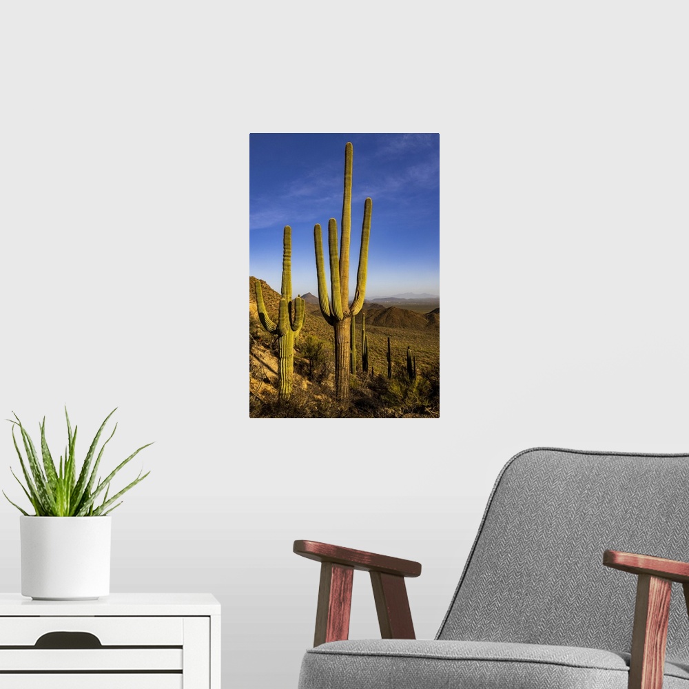 A modern room featuring Saguaro Cactus along the Hugh Norris Trail in Saguaro National Park in Tucson, Arizona, USA.