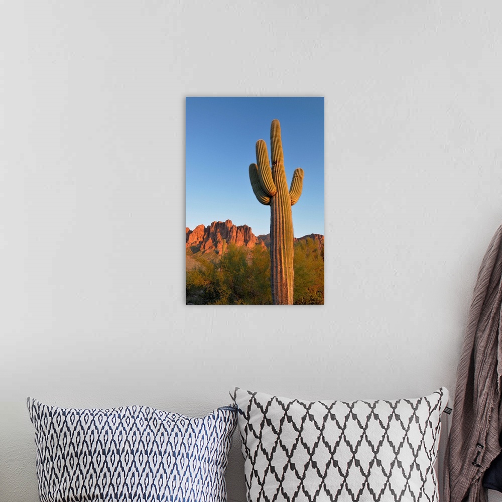 A bohemian room featuring USA, Arizona, Lost Dutchman State Park, Saguaro Cactus (Carnegiea gigantean) in front of the Supe...