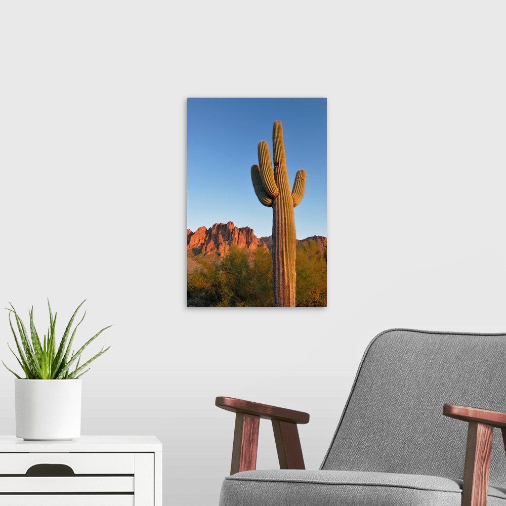 A modern room featuring USA, Arizona, Lost Dutchman State Park, Saguaro Cactus (Carnegiea gigantean) in front of the Supe...