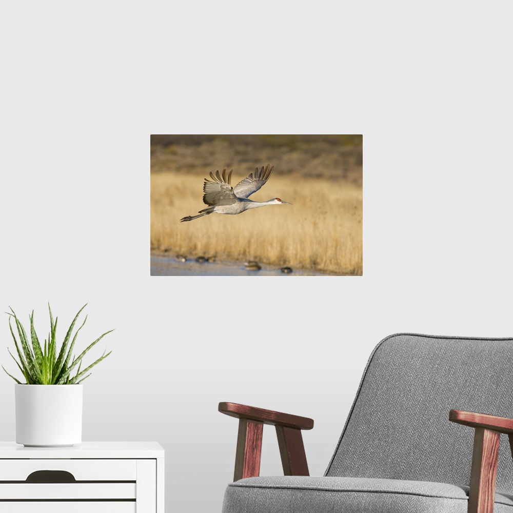 A modern room featuring Sandhill crane, grus canadensis, takes flight from a farm pond in early morning, Bosque del Apach...