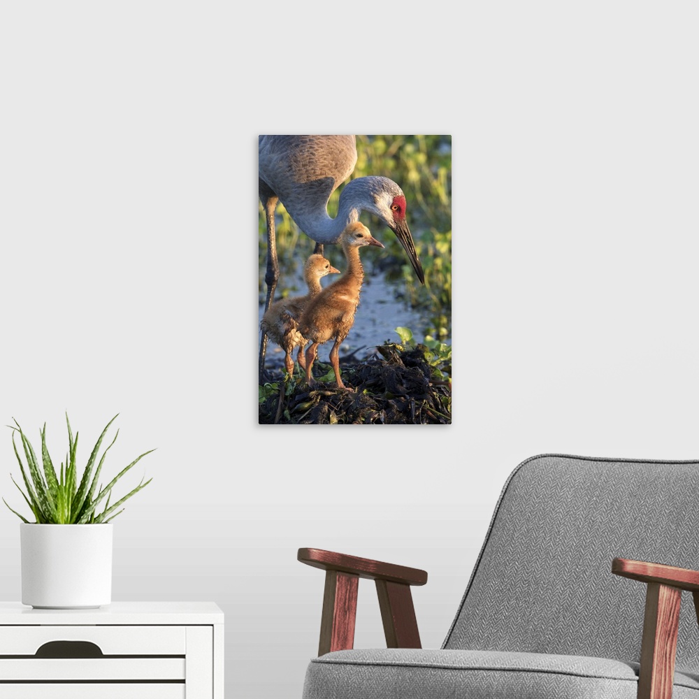 A modern room featuring Sandhill crane with both colts on nest, Grus canadensis, Florida, wild