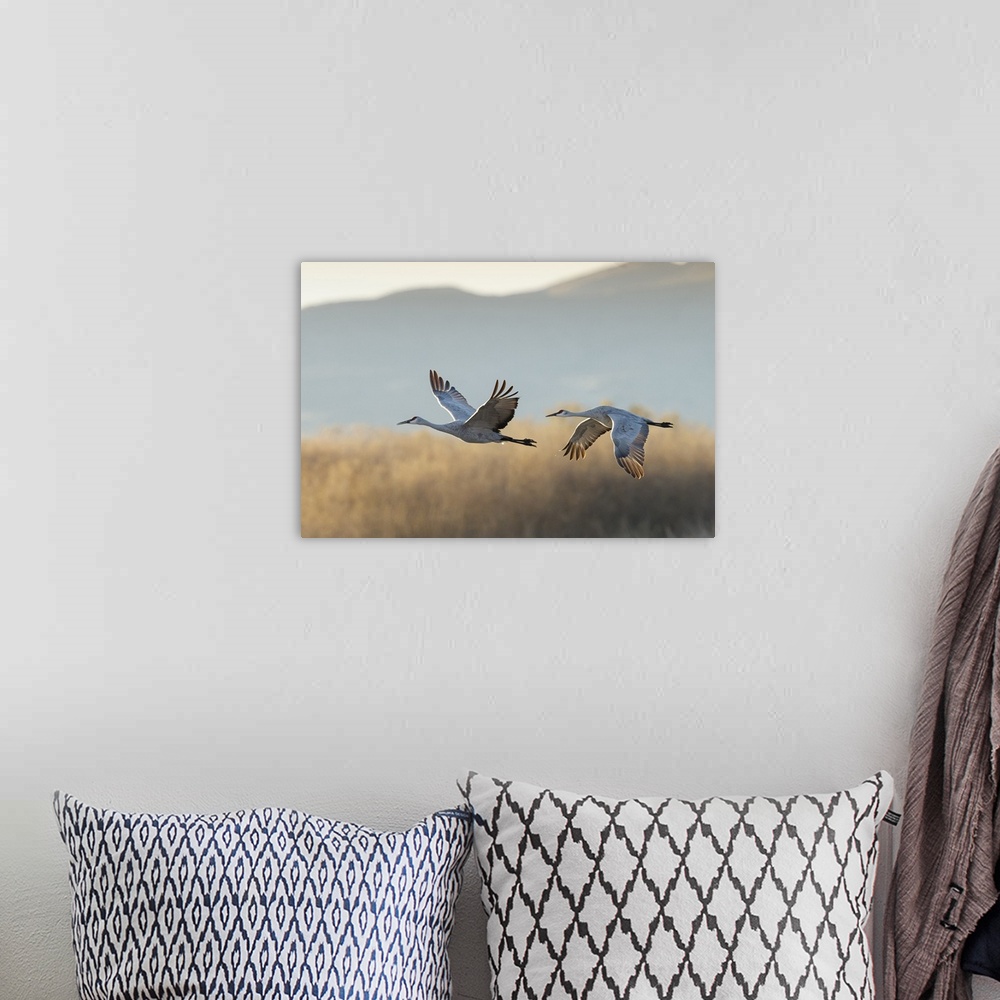 A bohemian room featuring Sandhill Cranes take flight, Grus canadensis, Boseque del Apache, NWR, New Mexico