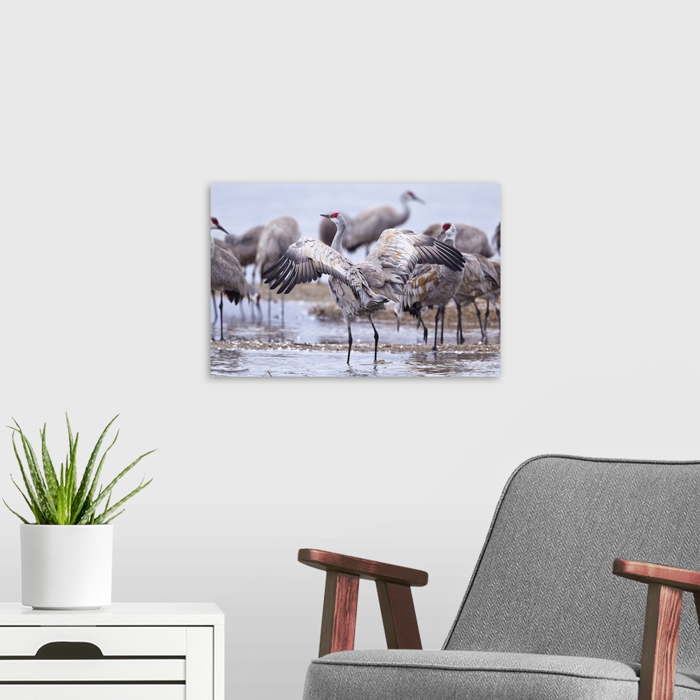 A modern room featuring Sandhill cranes on the Platte River during spring migration near Kearney, Nebraska, USA