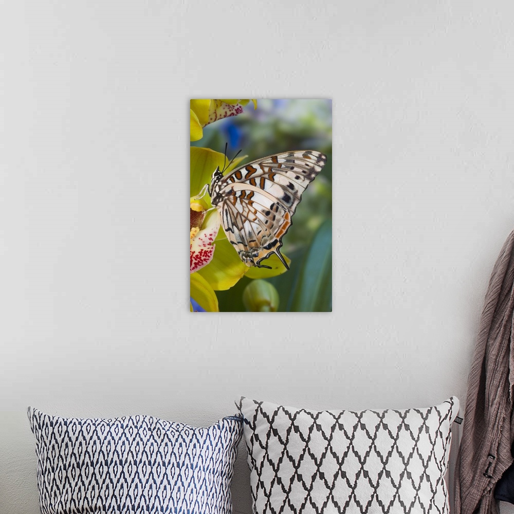 A bohemian room featuring Sammamish, Washington, Savannah Charaxes (Charaxes etesipe) from Africa, on Orchid.