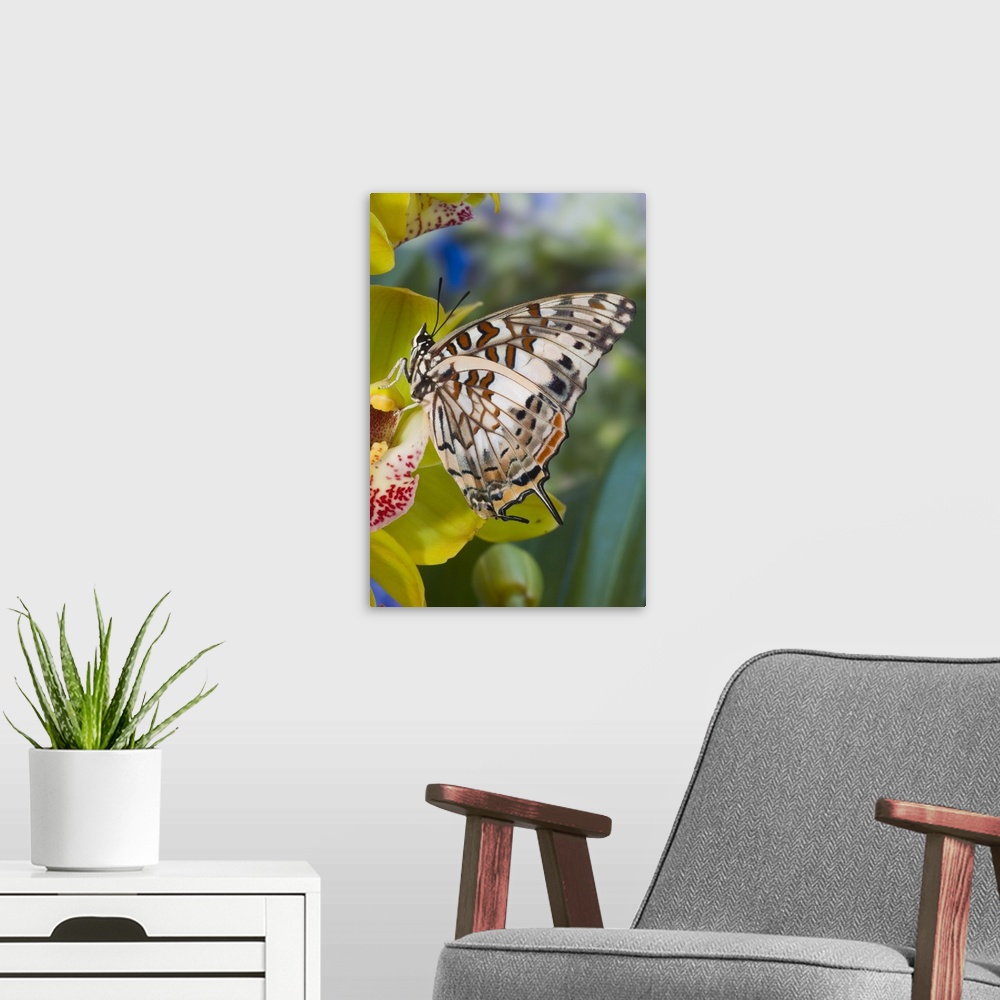 A modern room featuring Sammamish, Washington, Savannah Charaxes (Charaxes etesipe) from Africa, on Orchid.
