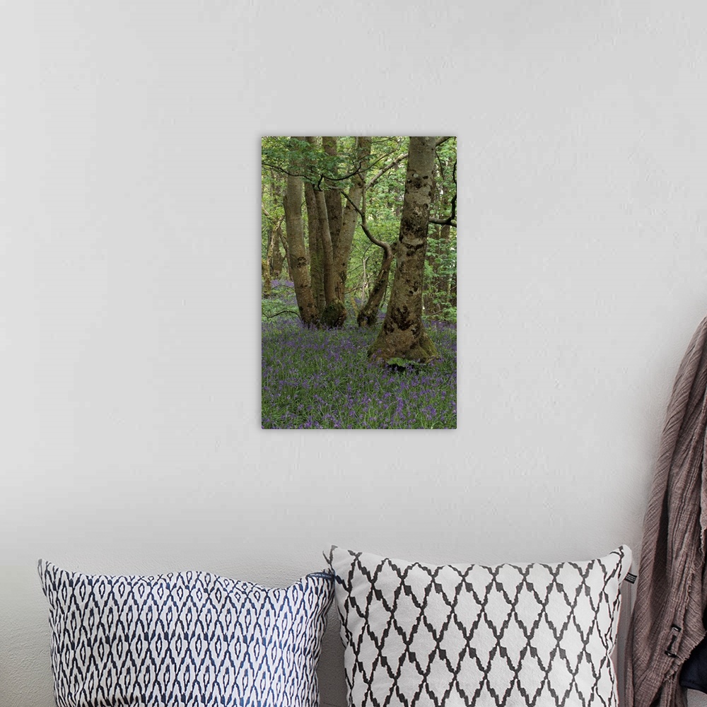 A bohemian room featuring Scotland, Isle of Skye, Ardvasar..Forest landscape with bluebells.