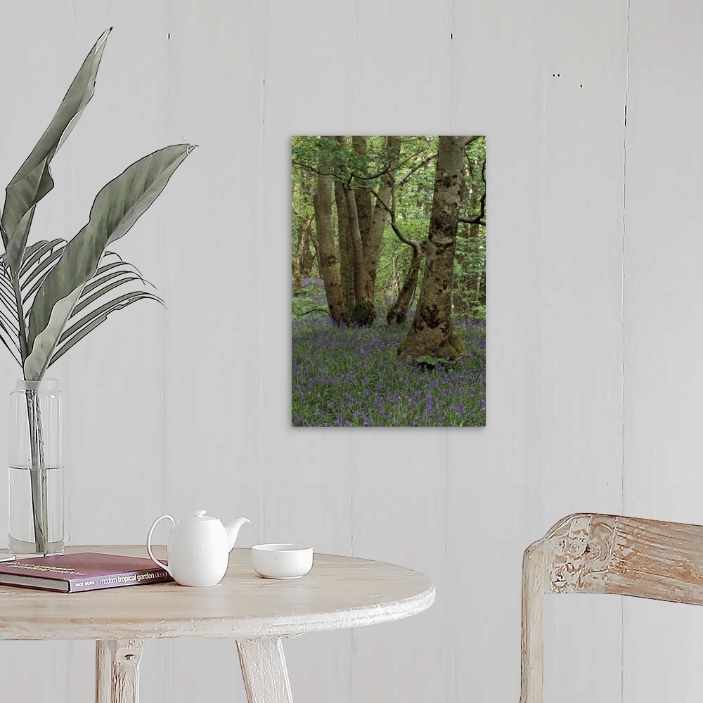 A farmhouse room featuring Scotland, Isle of Skye, Ardvasar..Forest landscape with bluebells.