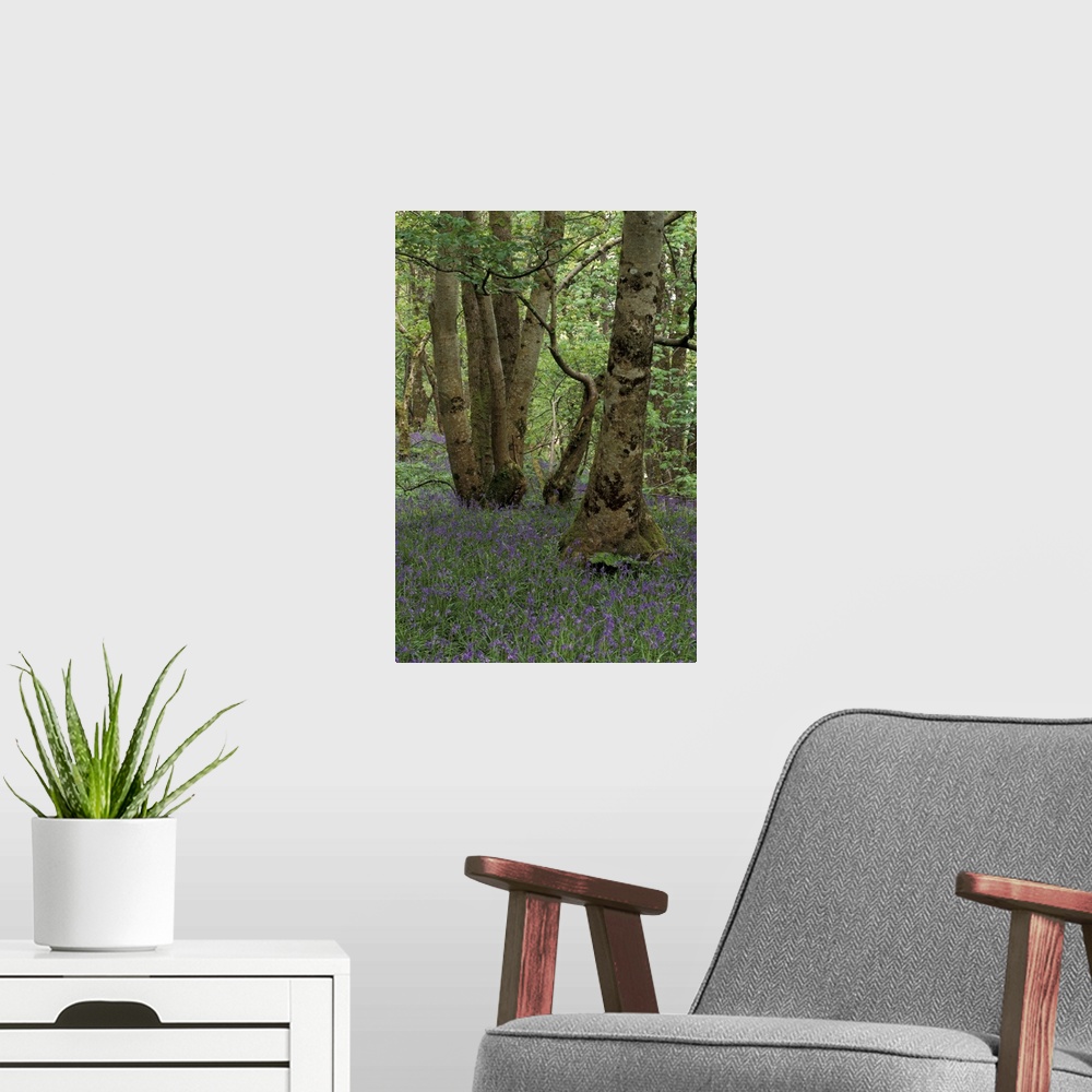 A modern room featuring Scotland, Isle of Skye, Ardvasar..Forest landscape with bluebells.