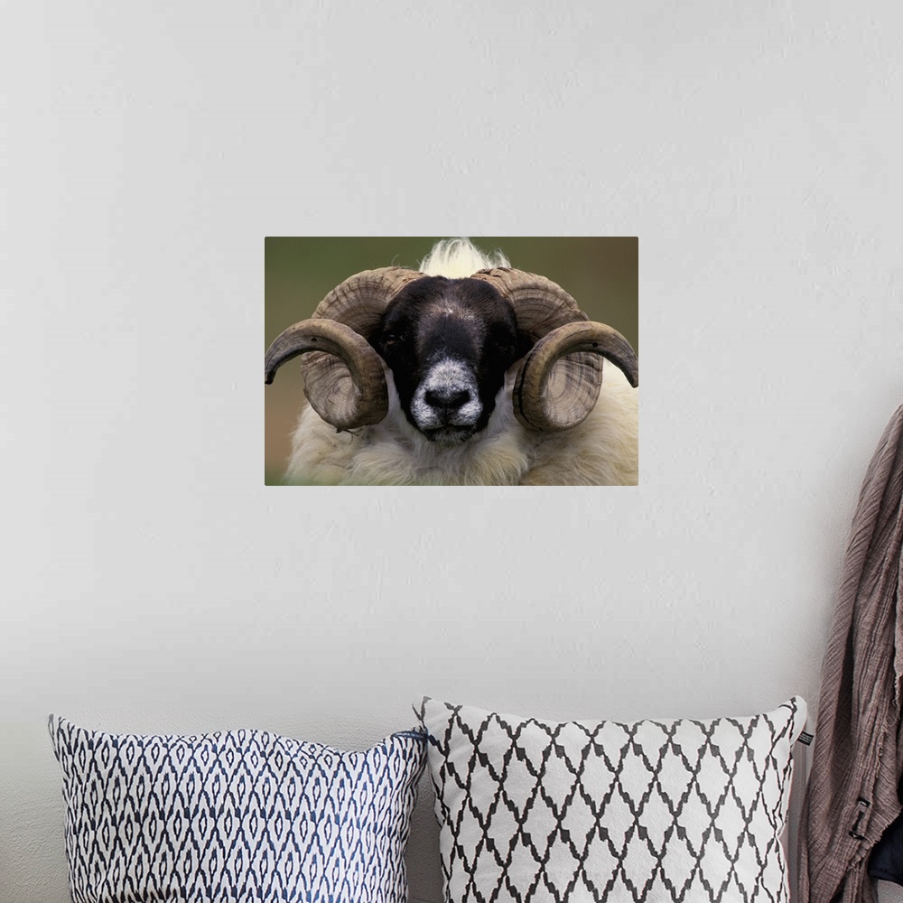 A bohemian room featuring Scotland, Isle of Skye. Sheep portrait.