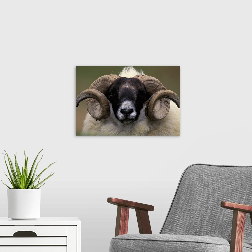 A modern room featuring Scotland, Isle of Skye. Sheep portrait.