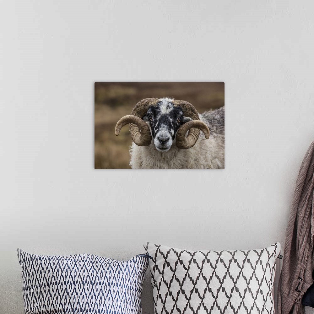 A bohemian room featuring Scotland. Scottish black-faced sheep head close-up.