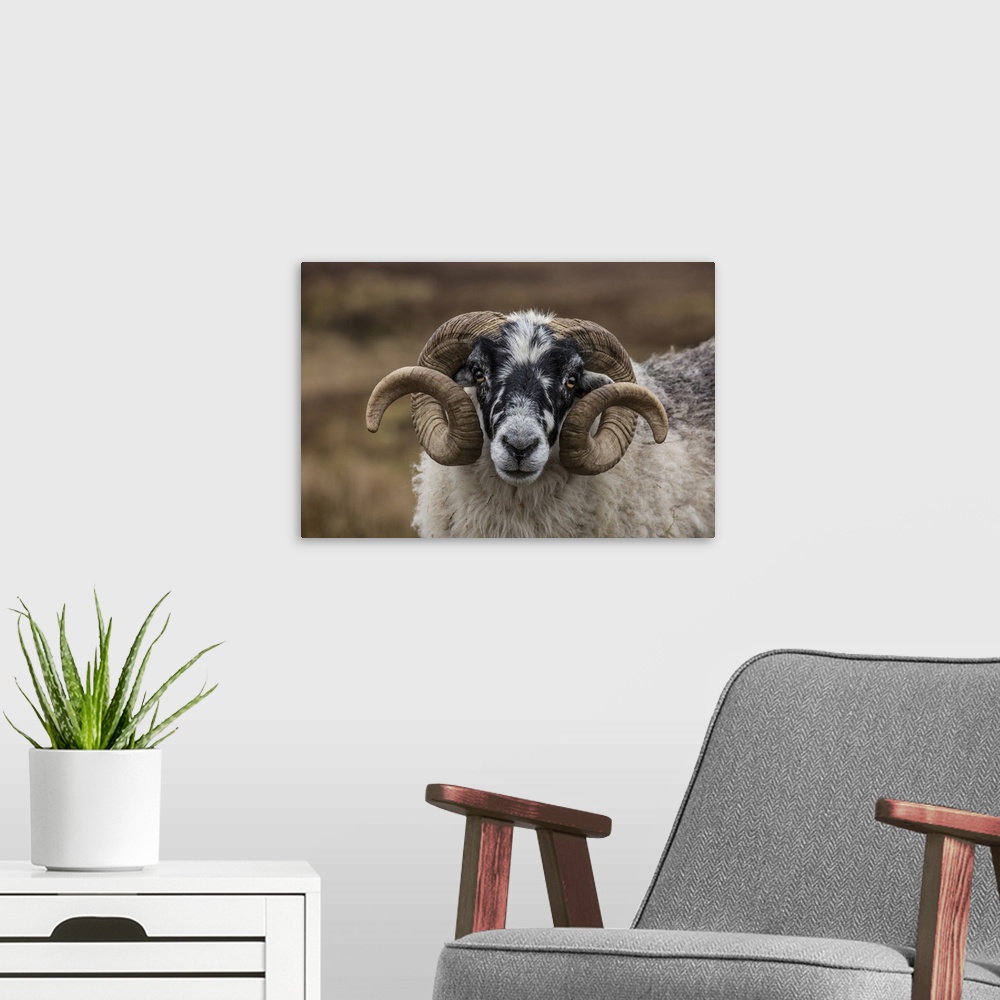 A modern room featuring Scotland. Scottish black-faced sheep head close-up.