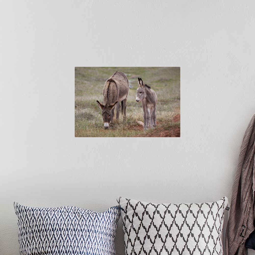 A bohemian room featuring SD, Custer State Park, Wild Burros, mother and baby