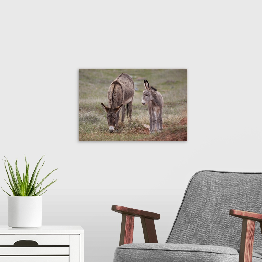 A modern room featuring SD, Custer State Park, Wild Burros, mother and baby