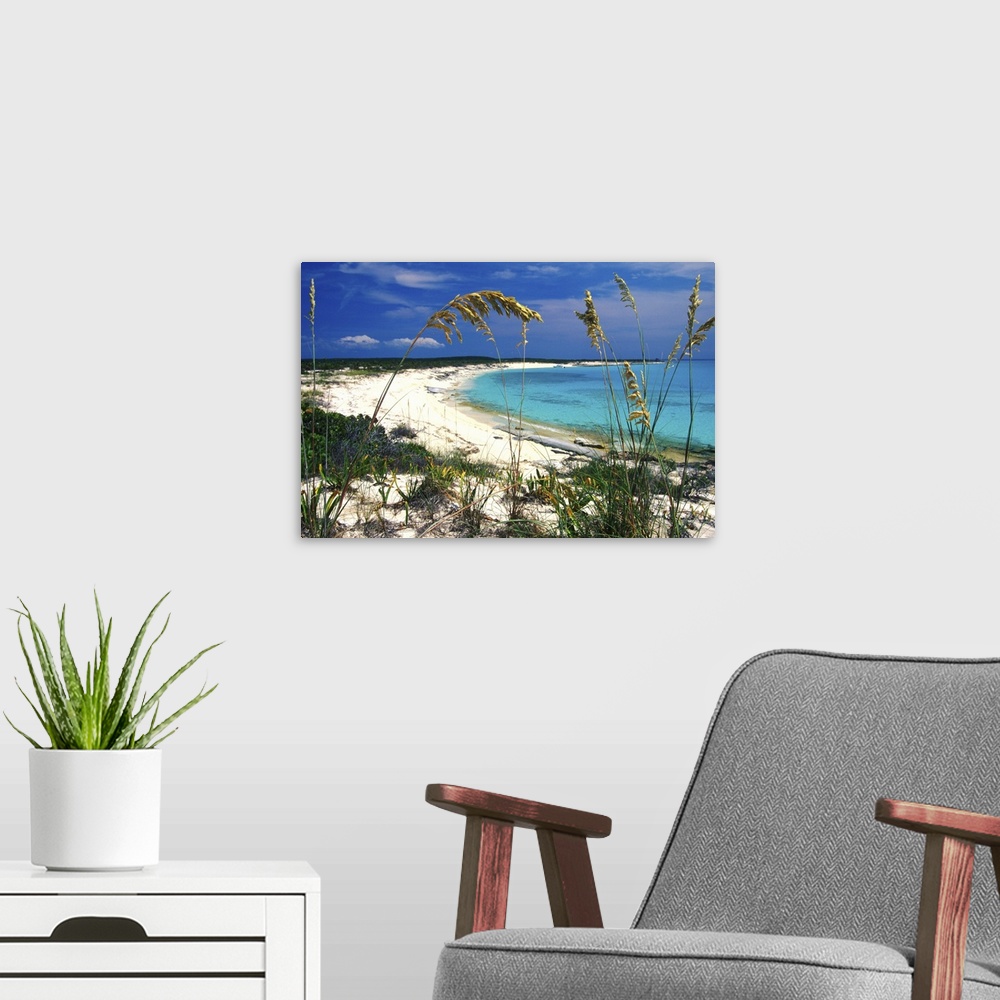 A modern room featuring Sea oats on pristine beach, Long Island, Bahamas.