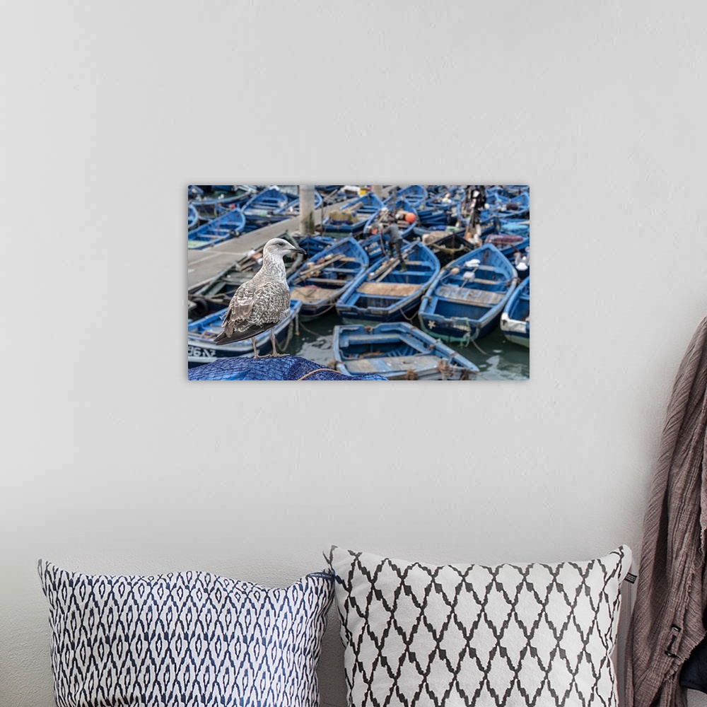 A bohemian room featuring Africa, Morocco, Essaouira. Close-up of seagull and moored boats. Credit: Bill Young